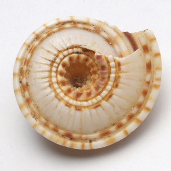 撮影背景演出用　クロスジグルマ【約2〜2.5cm/10個】