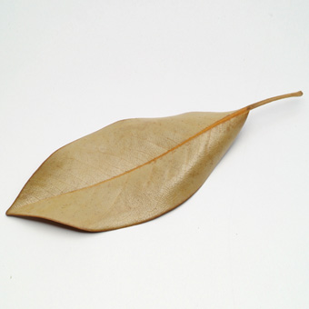 撮影背景用素材　泰山木の葉
